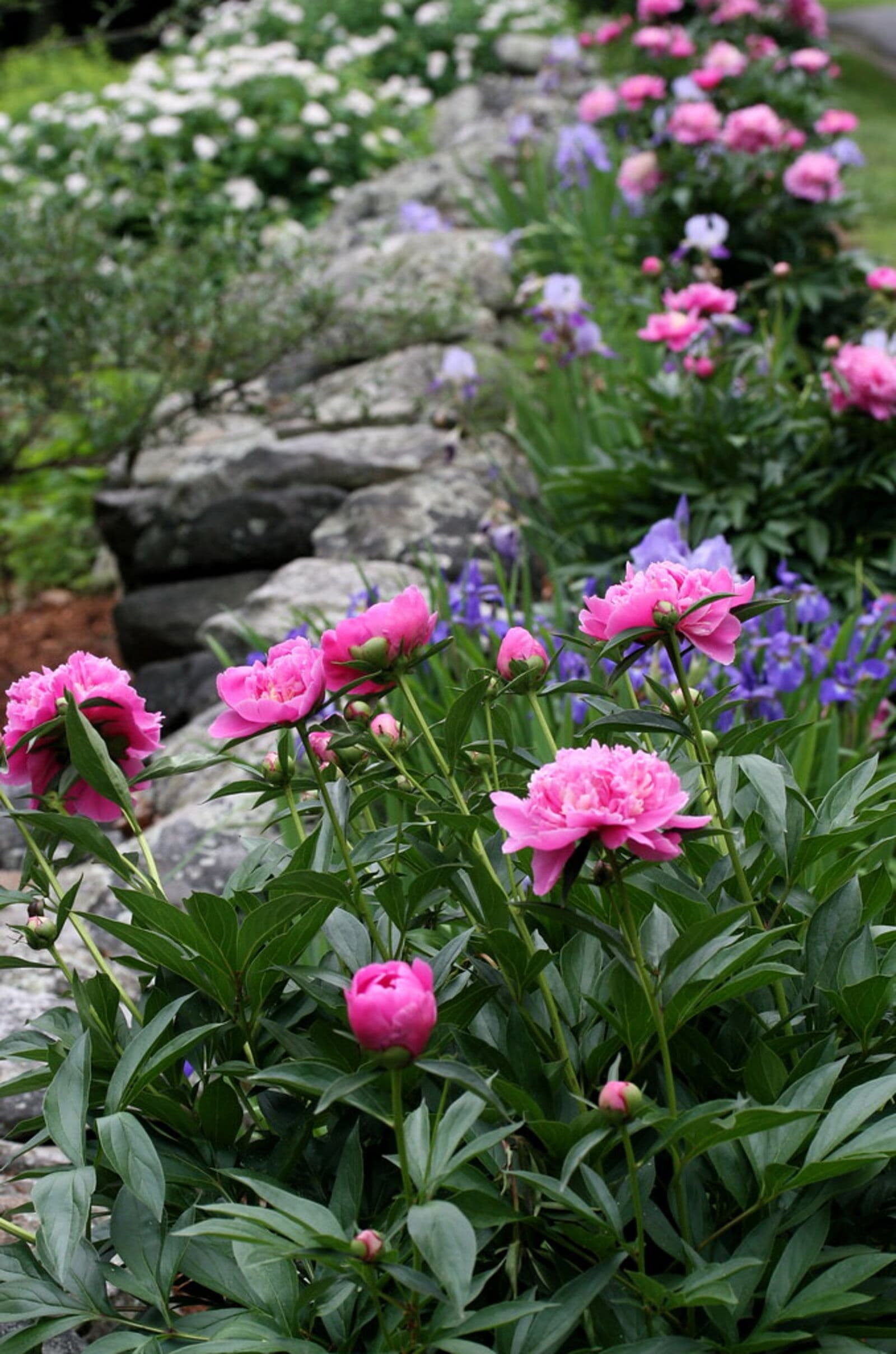 Peonies and irises flowering in a densely planted garden border